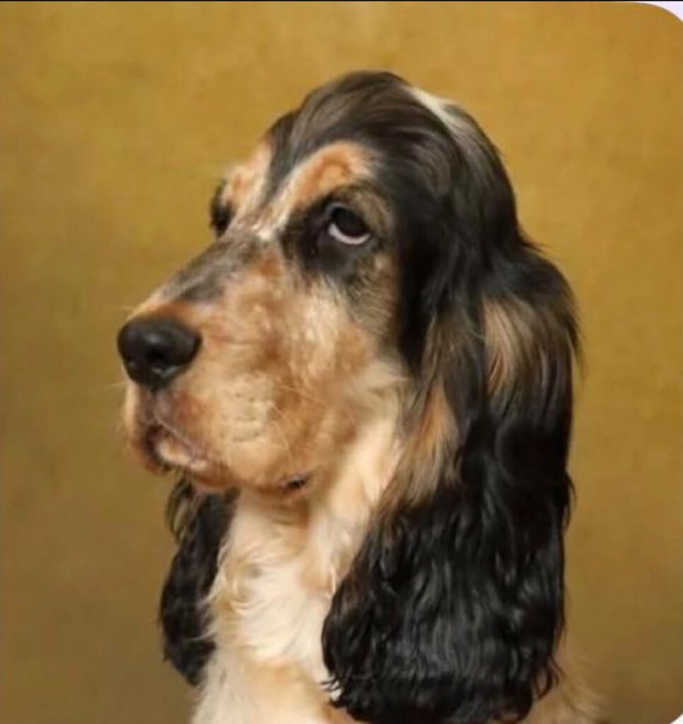 Cocker Spaniel Puppies