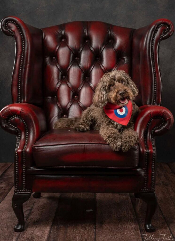 Cockapoo Puppies