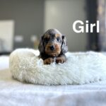 Daxiepoo