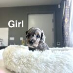 Daxiepoo