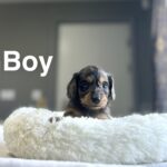 Doxiepoo