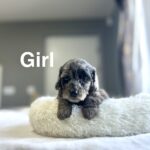Doxiepoo