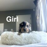 Daxiepoo