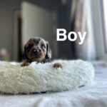 Daxiepoo