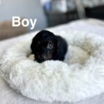 Doxiepoo