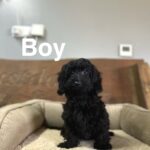 Doxiepoo
