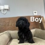 Daxiepoo