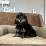 Doxiepoo