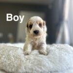 Cockerpoo
